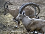 Big Horn Sheep Family