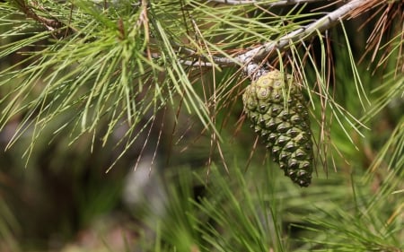 Cone pine - needles, cone, fir, pine, branch, green