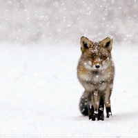 Fox fantasy