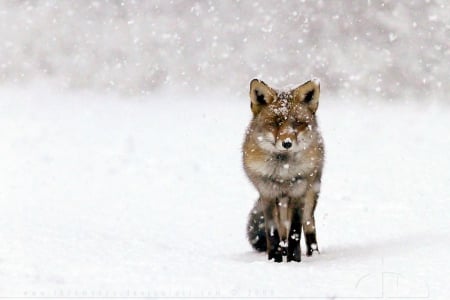 Fox fantasy - abstract, winter, predators, fox, photography, snow, HD, sweet, nature, cute, animals, wildlife, red fox, wild, wallpaper