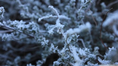 ○Frost○ - abstract, winter, frosted, photography, snow, frosty, HD, grass, ice, frozen, nature, macro, frost, wallpaper