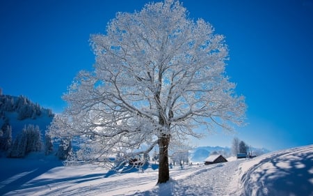 Frozen Tree - cottage, ice, sunlight, landscape, shadows, snow