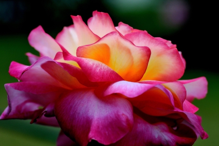 Rose - Rose, color, flower, beautiful