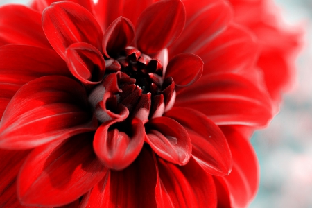 Dahlia - dahlia, red flowers, red dahlias, nature, red dahlia, red, red flower, flowers, dahlias, flower