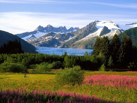 Nature - lake, field, flowers, mountain