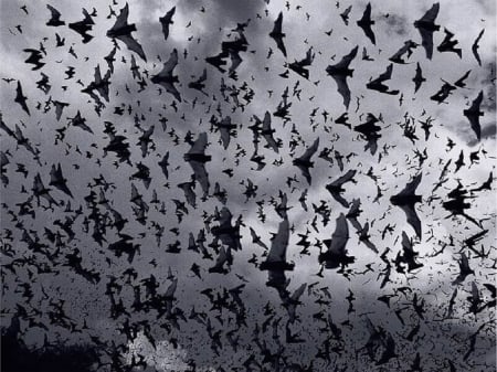 Bats - animal, bat, bird, wild