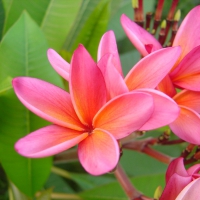 Plumeria