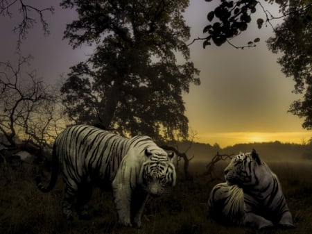 Two white Tigers - jungle, white, sunset, tigers