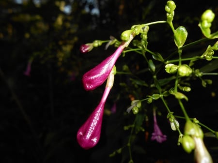 Mottu - red flower, flower, red, blossom