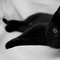 Black Kitten