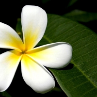 Flower Of Bali