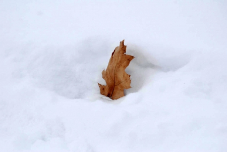 Home alone ! - winter, alone, snow, leafs