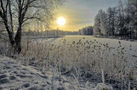 Winter Sun - lake, trees, sun, winter, nature, winter time, snow, splendor, winter sun, snowy