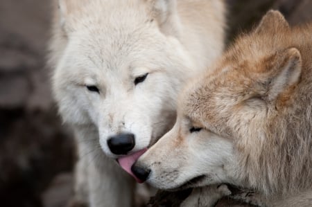 Pair of Wolves - wildlife, predators, arctic, nature