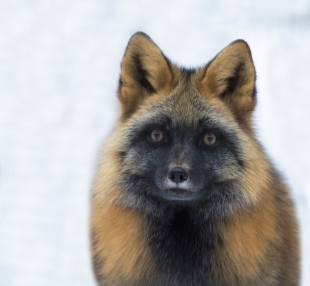 *** Fox *** - fur, animal, animals, fox