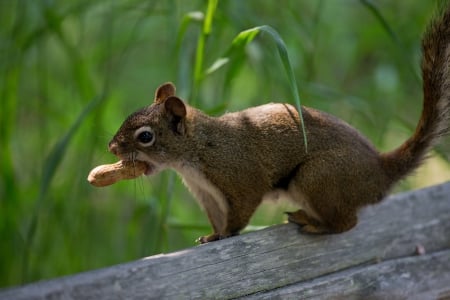 *** Squirrel *** - squirrels, animal, animals, squirrel