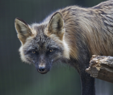 *** Red fox *** - red, animal, animals, fox