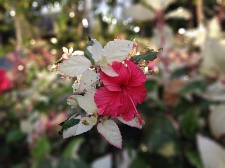 Hibiscus in the garden - hibiscus, Flower, Bali, garden