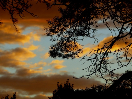 sunset - forrest, sunset, cloud, pine