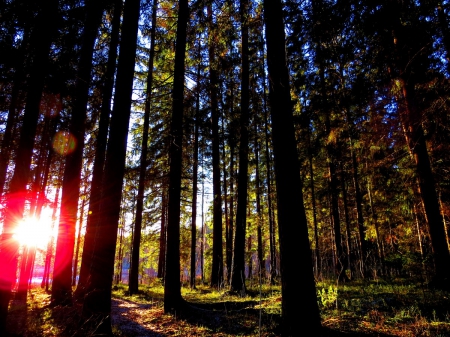 forest - evening, trees, sunset, forest