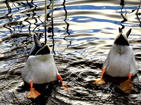 ducks on the pond - evening, water, ducks, pond