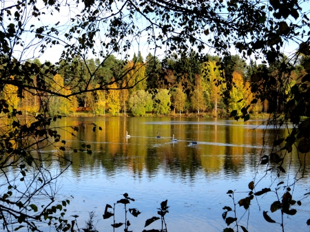 pond - water, pond, leaves, autum