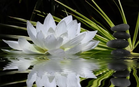 Lily reflection - lily, reflection, water, stones, flower