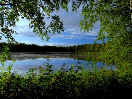 summer - leaf, summer, pond, green