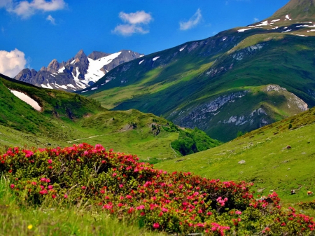 Mountain hills - slope, sky, hills, landscape, greenery, lovely, nature, beautiful, flowers, grass, wildflowers