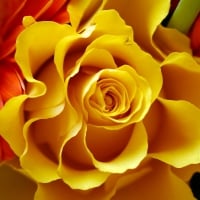 Amazing Yellow Rose