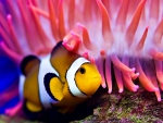 Clown Fish