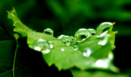 droplets on a leaf - drop, leaf, summer, rain