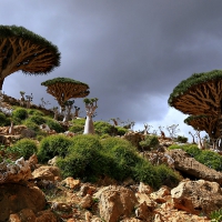 Dragon Trees of Africa