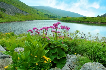 Lake flowers - clouds, water, beautiful, lovely, leaves, mountain, stones, flowers, wildflowers, shore, greenenry, view, mist, lake, nice, sky