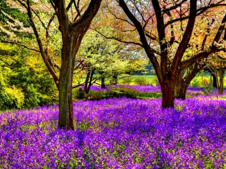 Violet carpet - pretty, trees, branches, carpet, beautiful, spring, forest, lovely, freshness, leaves, flowers, wildflowers, nature, violet, park