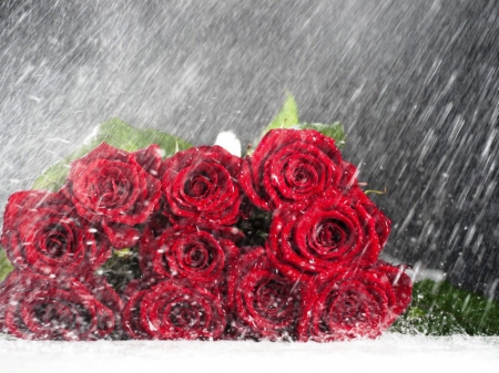 roses on a rain - roses, rain, bouquet, flowers, still life