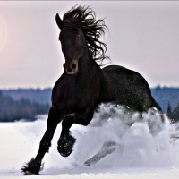 Black stallion