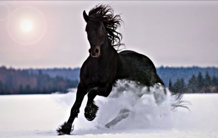 Black stallion - black, white, animal, winter, run, snow, stallion, horse