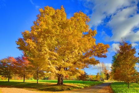 *** Autumn *** - nature, fall, autumn, trees