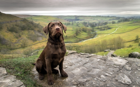 *** Labrador *** - dog, animal, dogs, animals