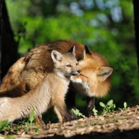 fox