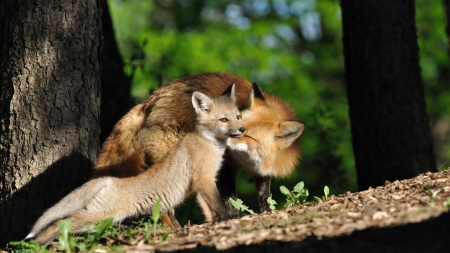 fox - fox, baby fox, wallpaper, amimal