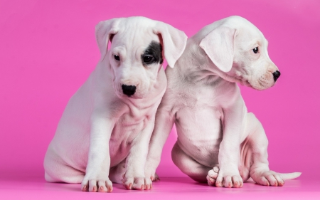 Puppies - white, animal, pink, cute, puppy, couple, dog