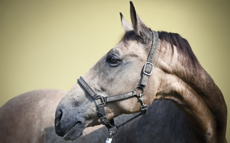 proude horse - head, face, proude, horse, wallpaper