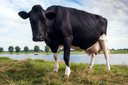 dutch cow - cow, holland, river delta, dutch, animal