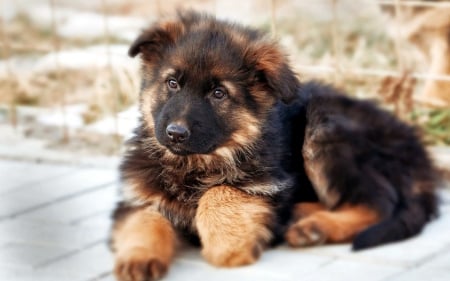 German Shepherd - resting, watchdog, snow, pup, young