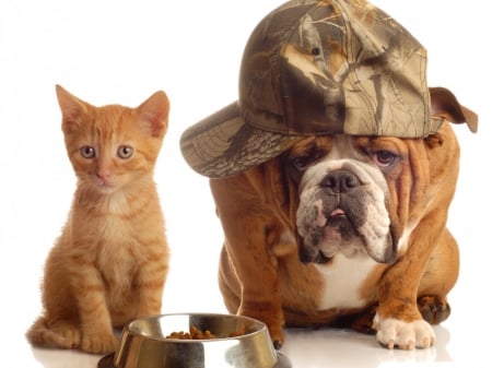 bodyguard - animal, bodyguard, cute, kitty, bulldog