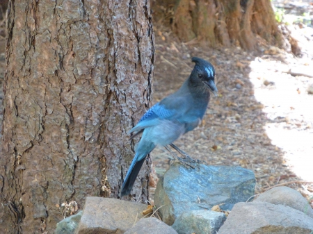 Stellar Jay - in, shade, bird, blue