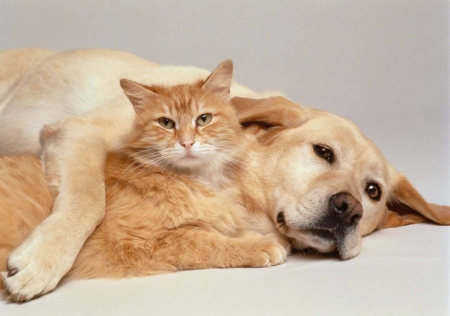 embrace - cat, orange, yellow, dog