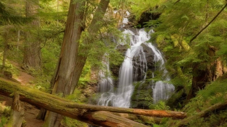 fallen logs on a forest waterfall - logs, forest, waterfall, rocks